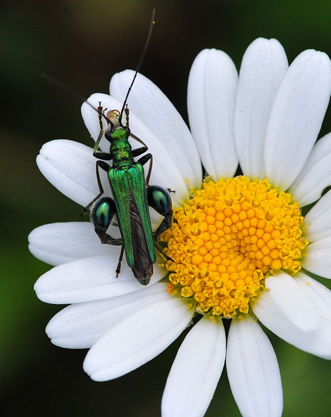 La vita in un fiore - seconda parte